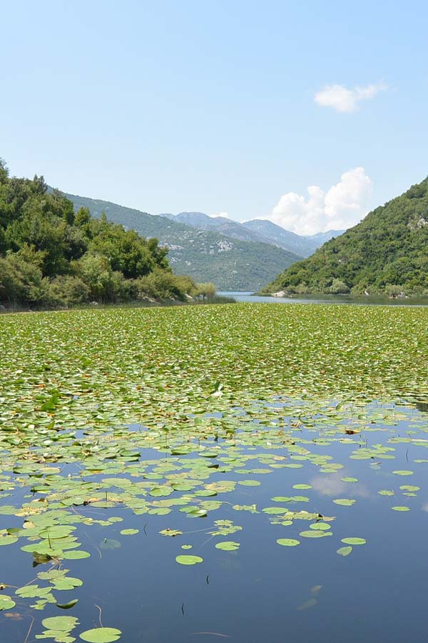 Skadar Lake